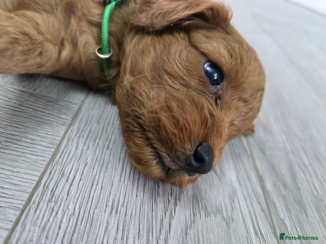 Cavapoo dogs for sale: cavapoo puppies - Image 8