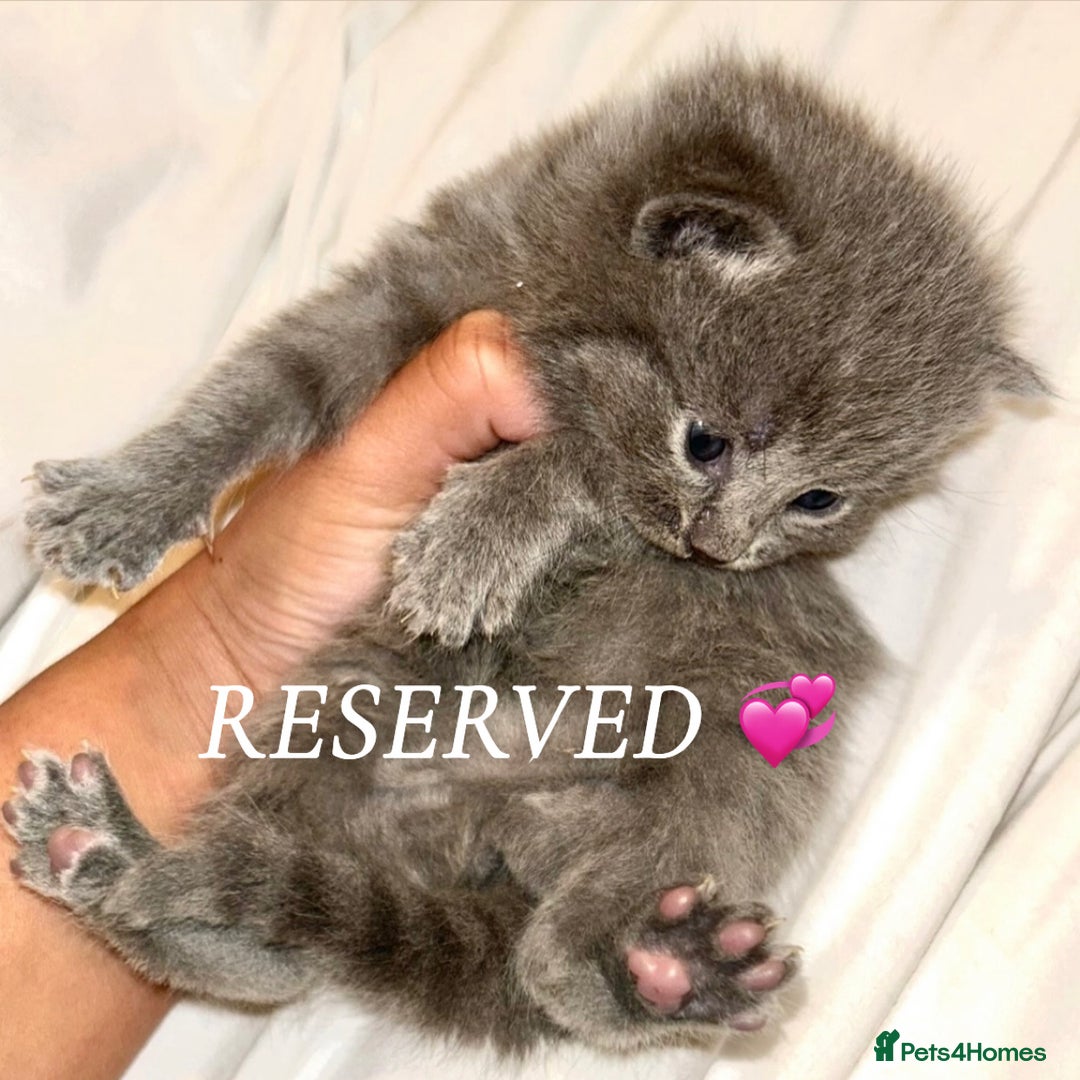 British Shorthair cats for sale: Bombay x British short hair kitten - Advert 15