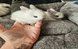 Netherland Dwarf rabbits for sale: Blue and Magpie boys - Advert 21