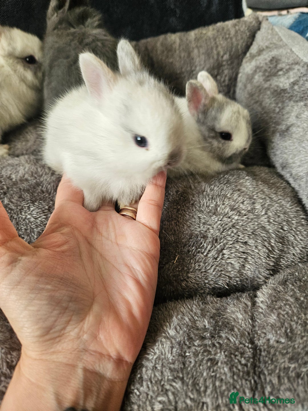 Netherland Dwarf rabbits for sale: Blue and Magpie boys - Advert 21