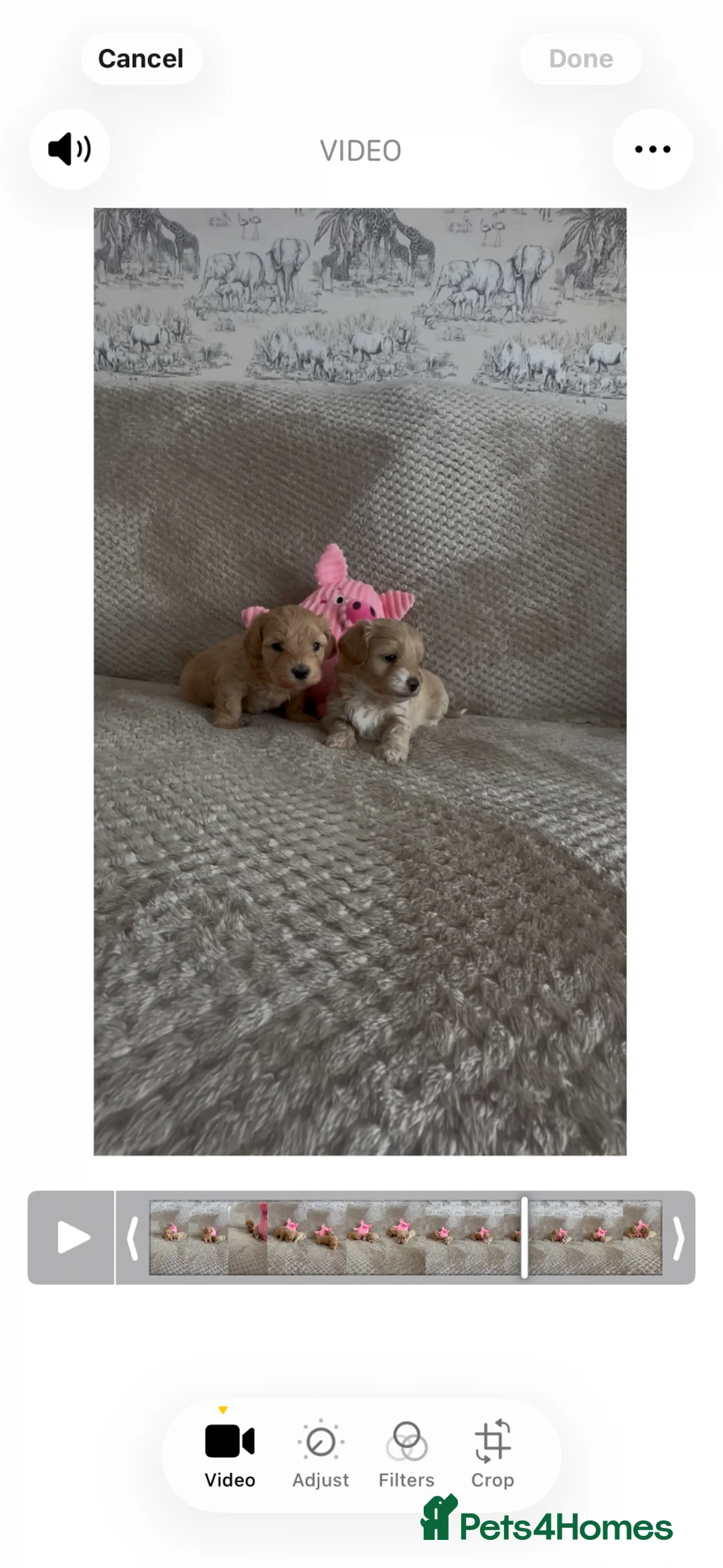 Maltipoo dogs for sale: Beautiful F1 Maltipoo’s  - Advert 2