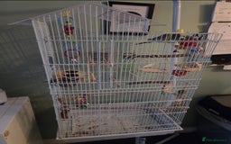 Budgerigars birds for sale: Budgie for sale  - Image 3