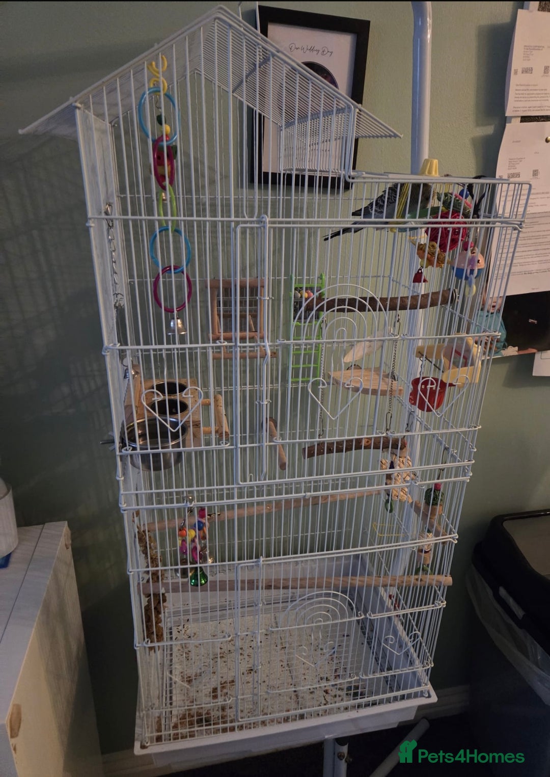 Budgerigars birds for sale: Budgie for sale  - Image 3