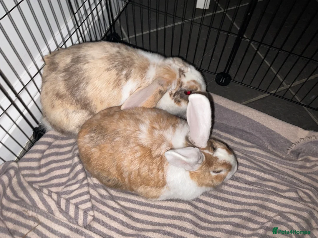 Mixed Breed rabbits for sale: 2 beautiful 1 year old Rabbits, fully bonded  in Huntingdon - Advert 1