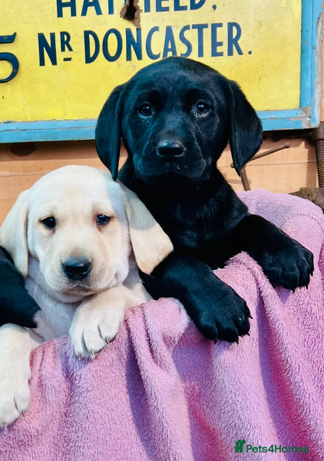 Labrador Retriever dogs for sale: KC Labrador Pups Chunky Traditional  Working - Advert 8