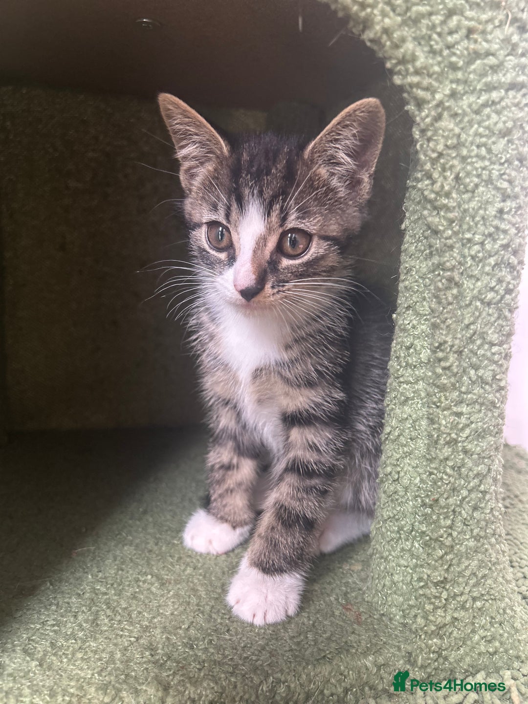 Hamster rodents for sale: 2 kittens available for CARING HOME - Image 4