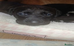 Mixed Breed dogs for sale: Lab cross - Image 1