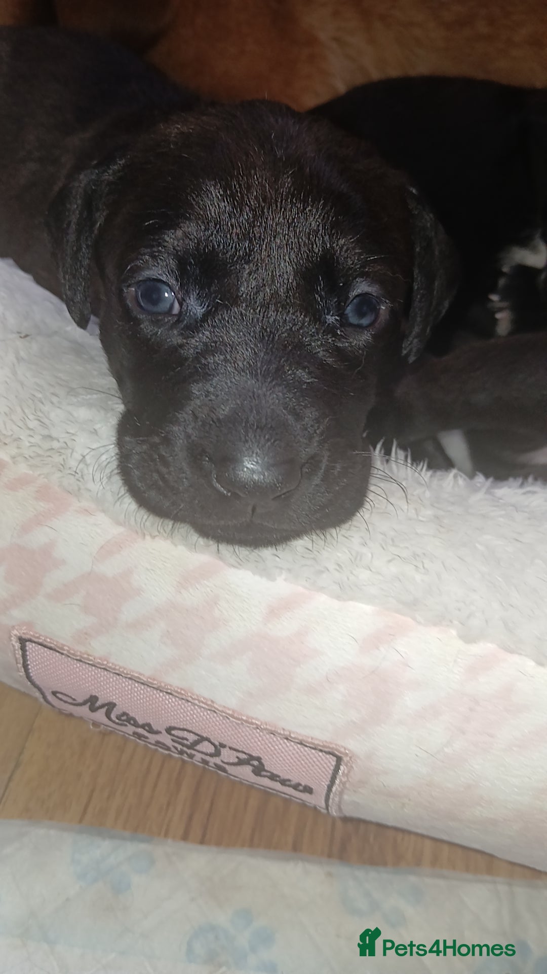 Mixed Breed dogs for sale: Lab cross - Image 1