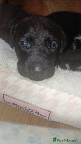 Mixed Breed dogs - Advert 2