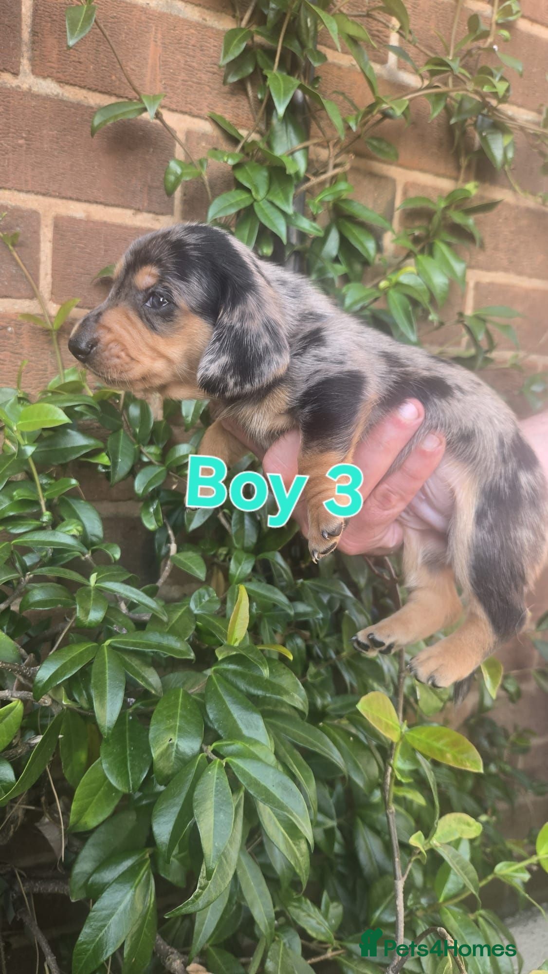 Dachshund dogs Beautiful dapple daschunds - Advert 15