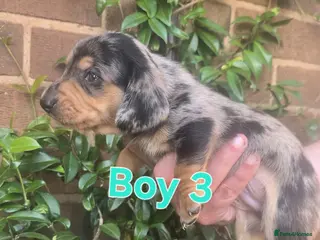 Dachshund dogs Beautiful dapple daschunds - Advert 2