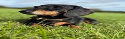 Miniature Dachshund dogs for stud: Health tested and proven miniature dachshund stud  in Malmesbury - Advert 3