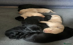 Labrador Retriever dogs for sale: KC Labrador puppy 🐾 - Image 14