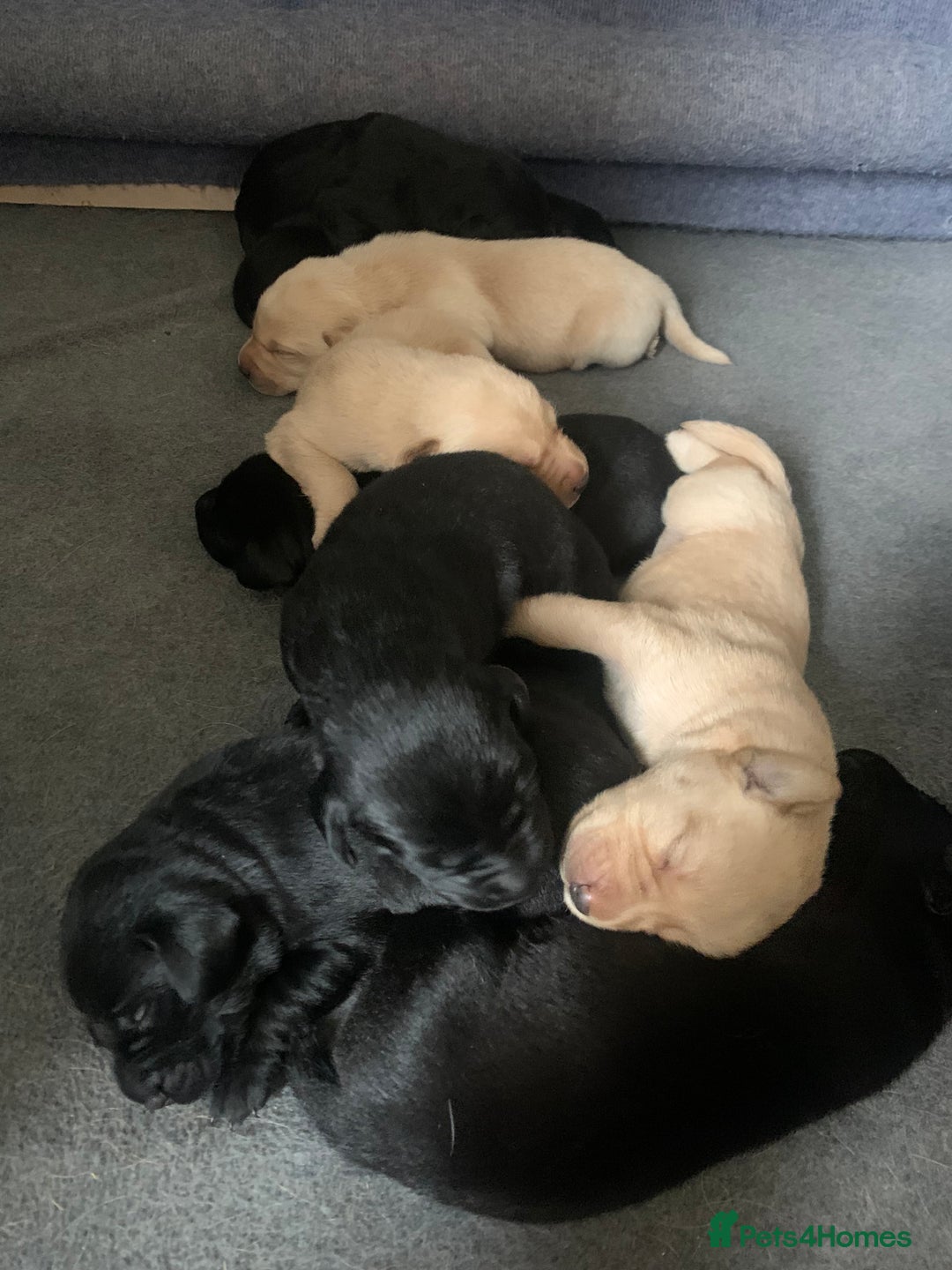 Labrador Retriever dogs for sale: KC Labrador puppy 🐾 - Image 14
