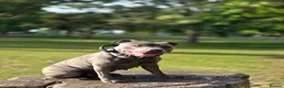 Staffordshire Bull Terrier dogs for sale: KC Registered Staffordshire Bull Terrier Puppies - Advert 3
