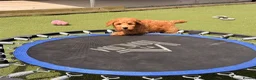 Poochon dogs for sale: 🌸 Poochon Girls Available Now 🌸 - Advert 21