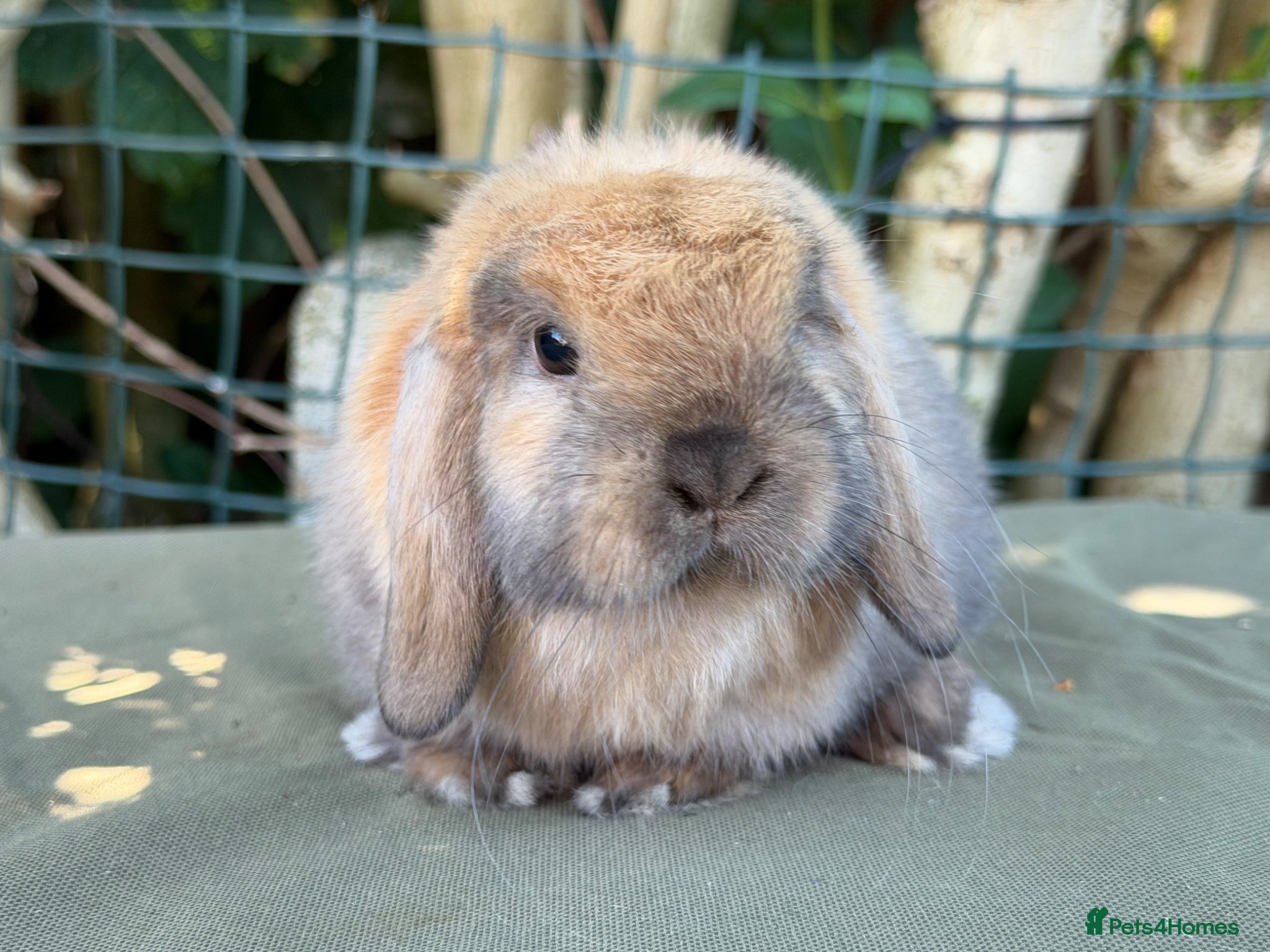 Mini Lop rabbits for sale: stunning baby girl ready now - Advert 2