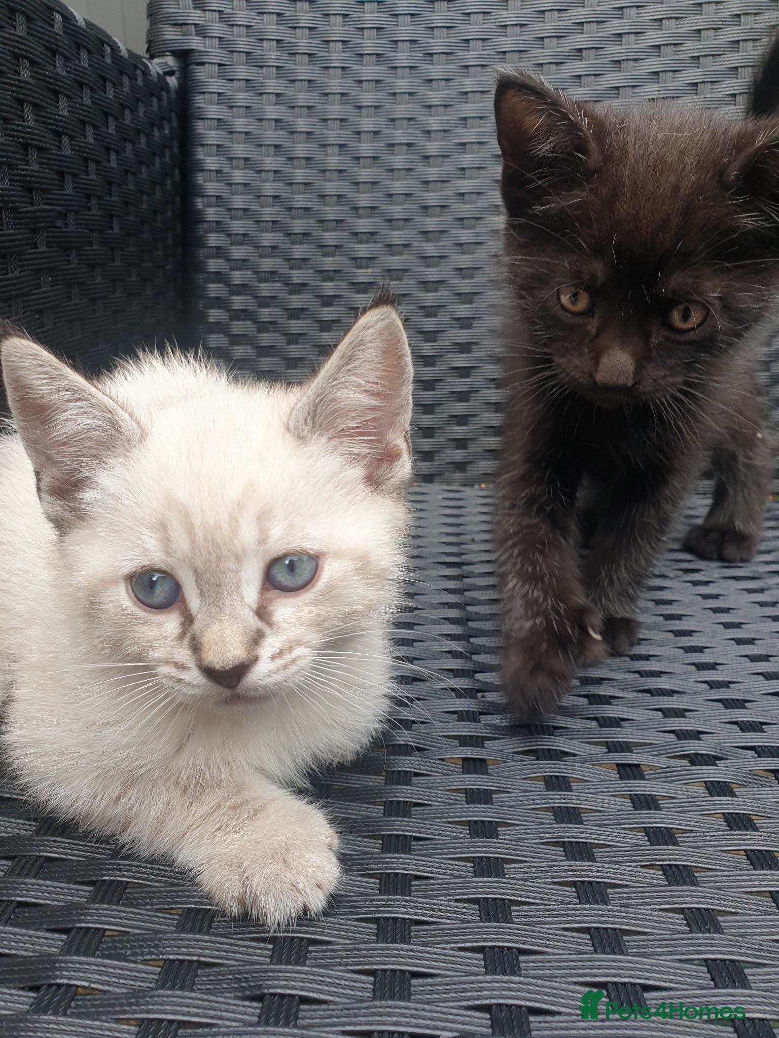 Mixed Breed cats for sale: Kittens for sale - Advert 8