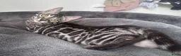 Bengal cats for sale: Exceptional kittens in silver, brown and charcoal - Advert 20