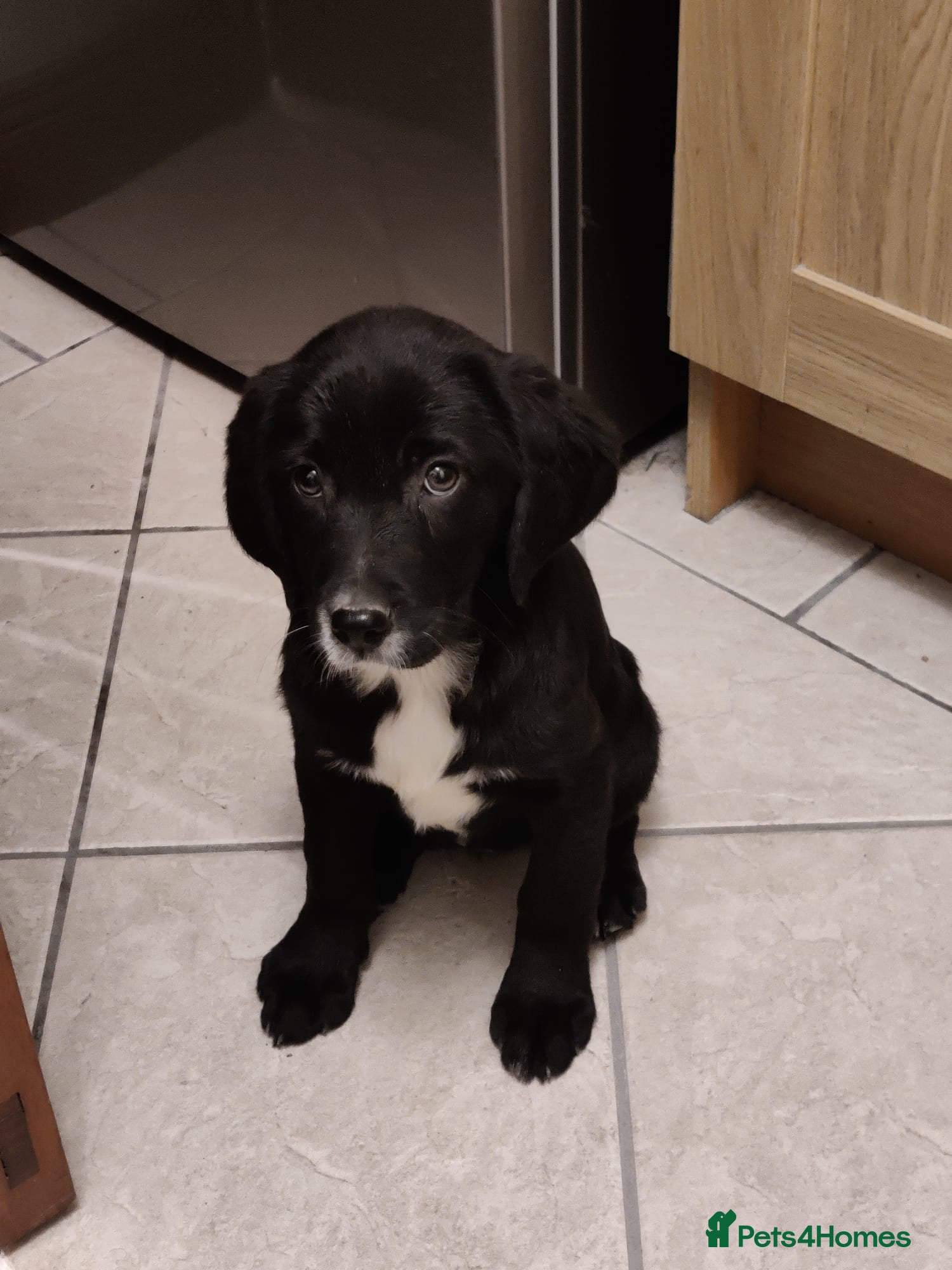Springador dogs Springador pups [Fully Vaccinated] [N Ireland] - Advert 8