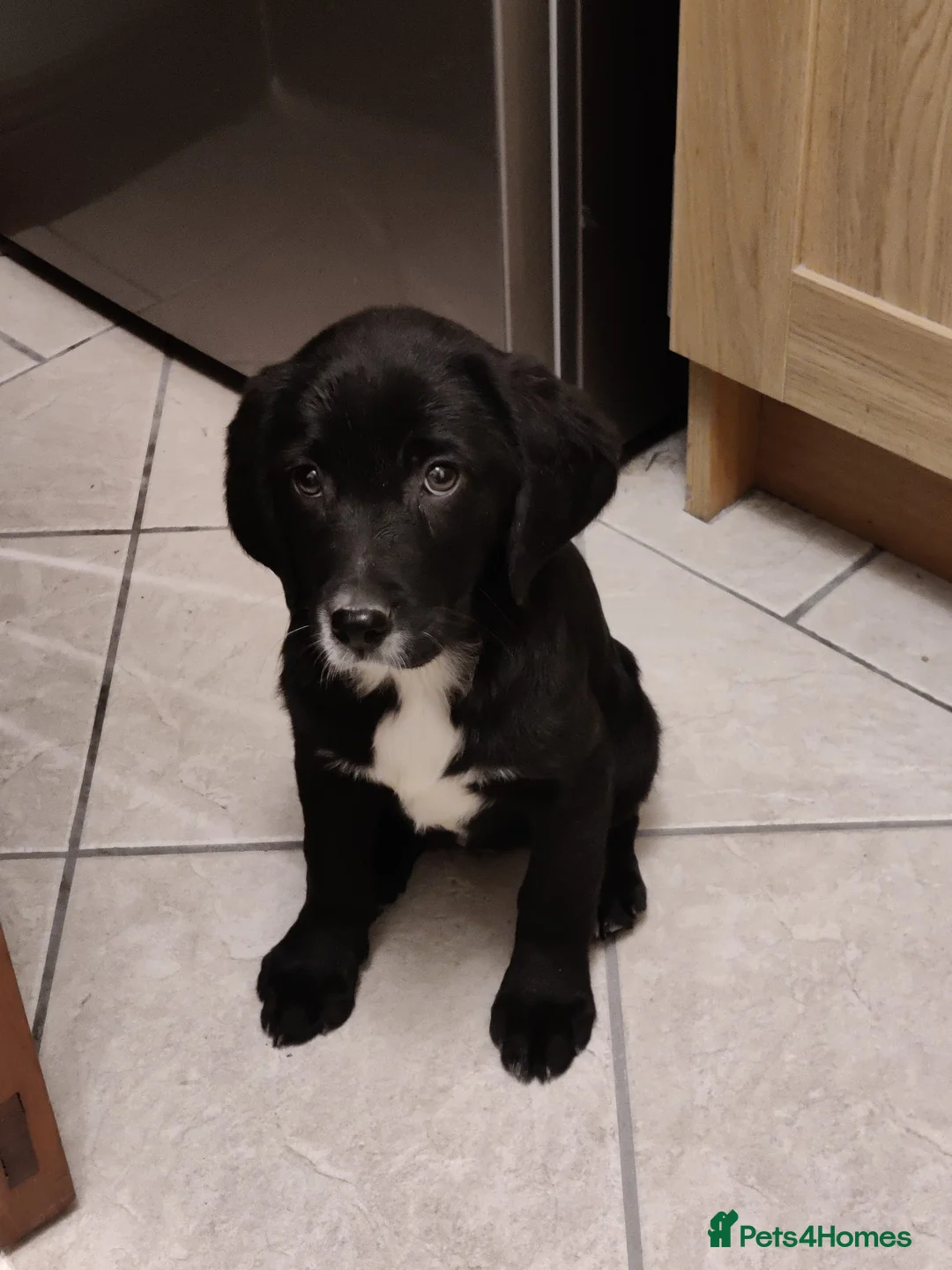 Springador dogs for sale: Springador pups [Fully Vaccinated] [N Ireland] - Advert 1