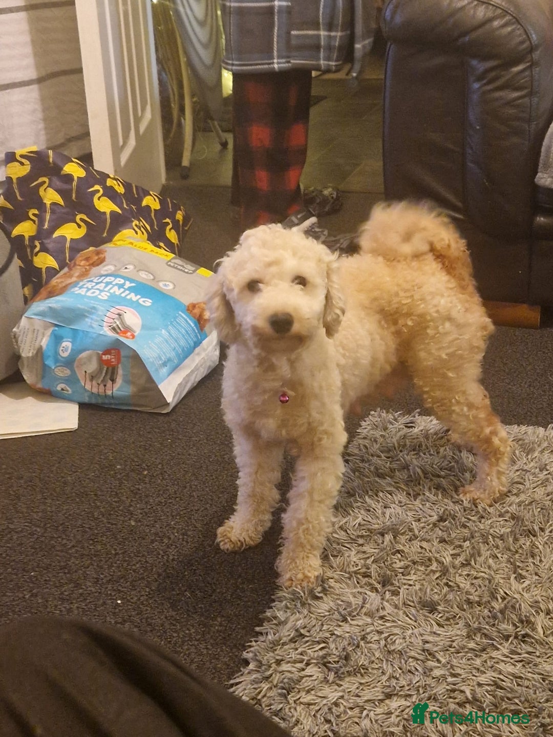 Cavapoo dogs for sale: Kavapoo - Advert 11