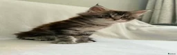 Maine Coon cats for sale: TICA Registered XXL Maine Coon– Black Silver Tabby - Advert 12