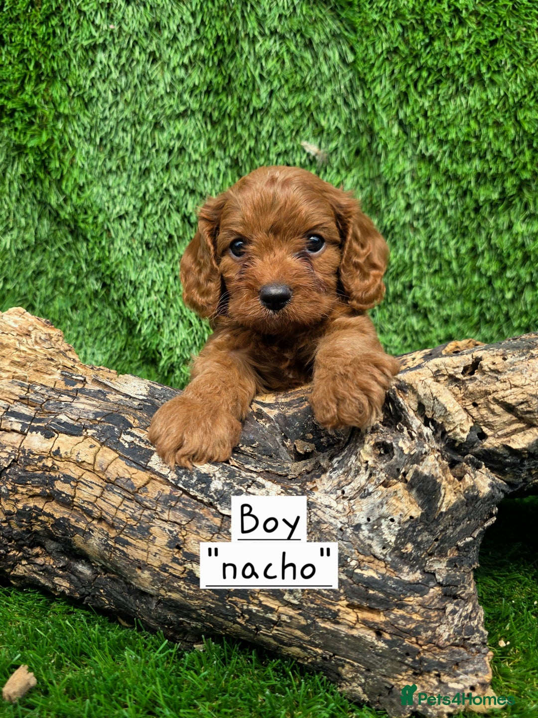 Cavapoo dogs for sale: TOY F1 RED CAVAPOOS extensivly dna clear. - Image 11
