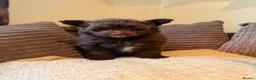 Pomapoo dogs for sale: Female chocolate pomapoo - Advert 10