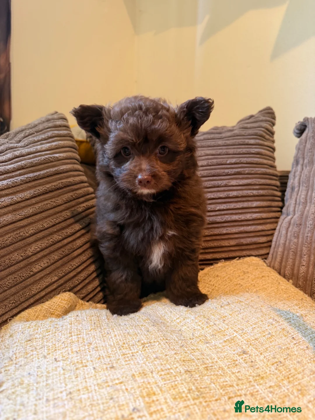 Pomapoo dogs for sale: Female chocolate pomapoo - Advert 10