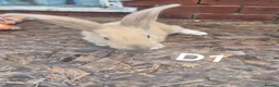 Continental Giant rabbits for sale: 🐰 GIANT CONTINENTAL RABBITS FOR SALE 🐰 - Advert 7