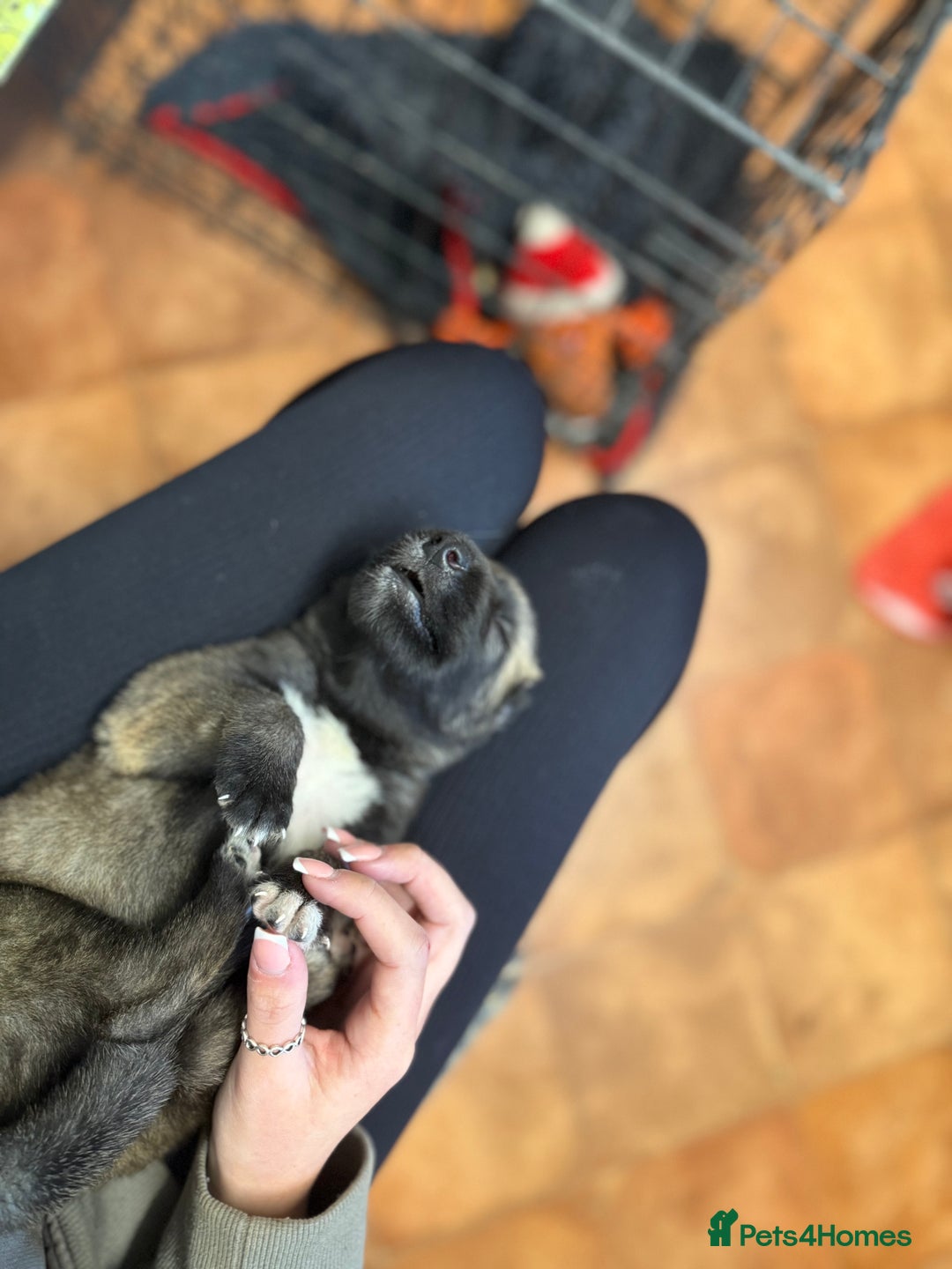 Irish Wolfhound dogs for sale: Bred From Extensively Health Tested Parents - Advert 11