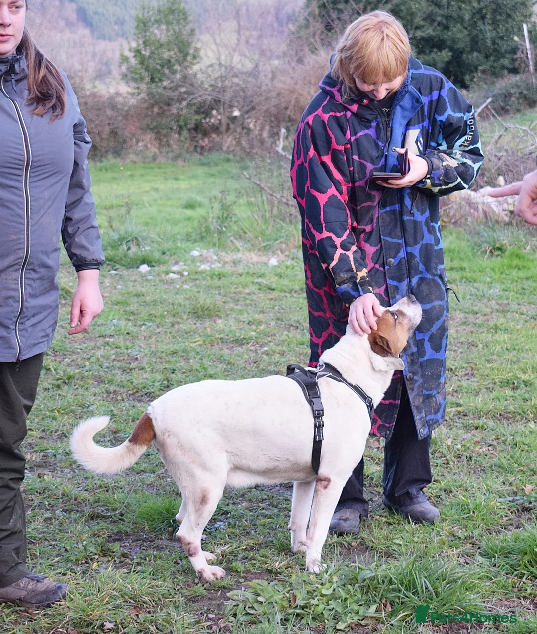 Mixed Breed dogs for adoption: Pirata - Advert 4