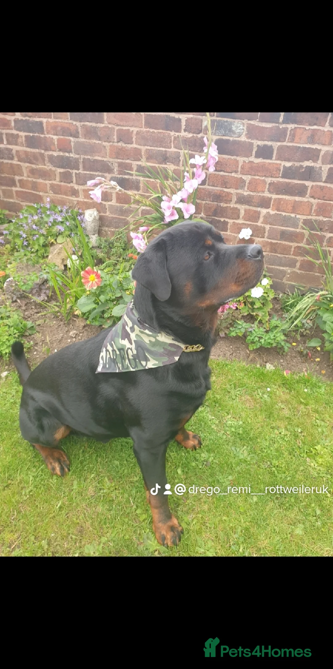 Rottweiler dogs for stud: **PROVEN** STUD ONLY  ROTTWEILER in Mansfield - Advert 8