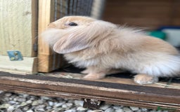 Lionhead rabbits for sale: 5 bunny’s looking for their forever home - Image 4