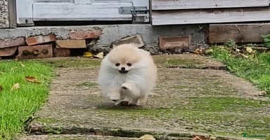 Pomeranian dogs CHAMPION BLOODLINE 3 female 1 male - Advert 5