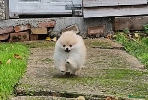 Pomeranian dogs CHAMPION BLOODLINE 3 female 1 male - Advert 3