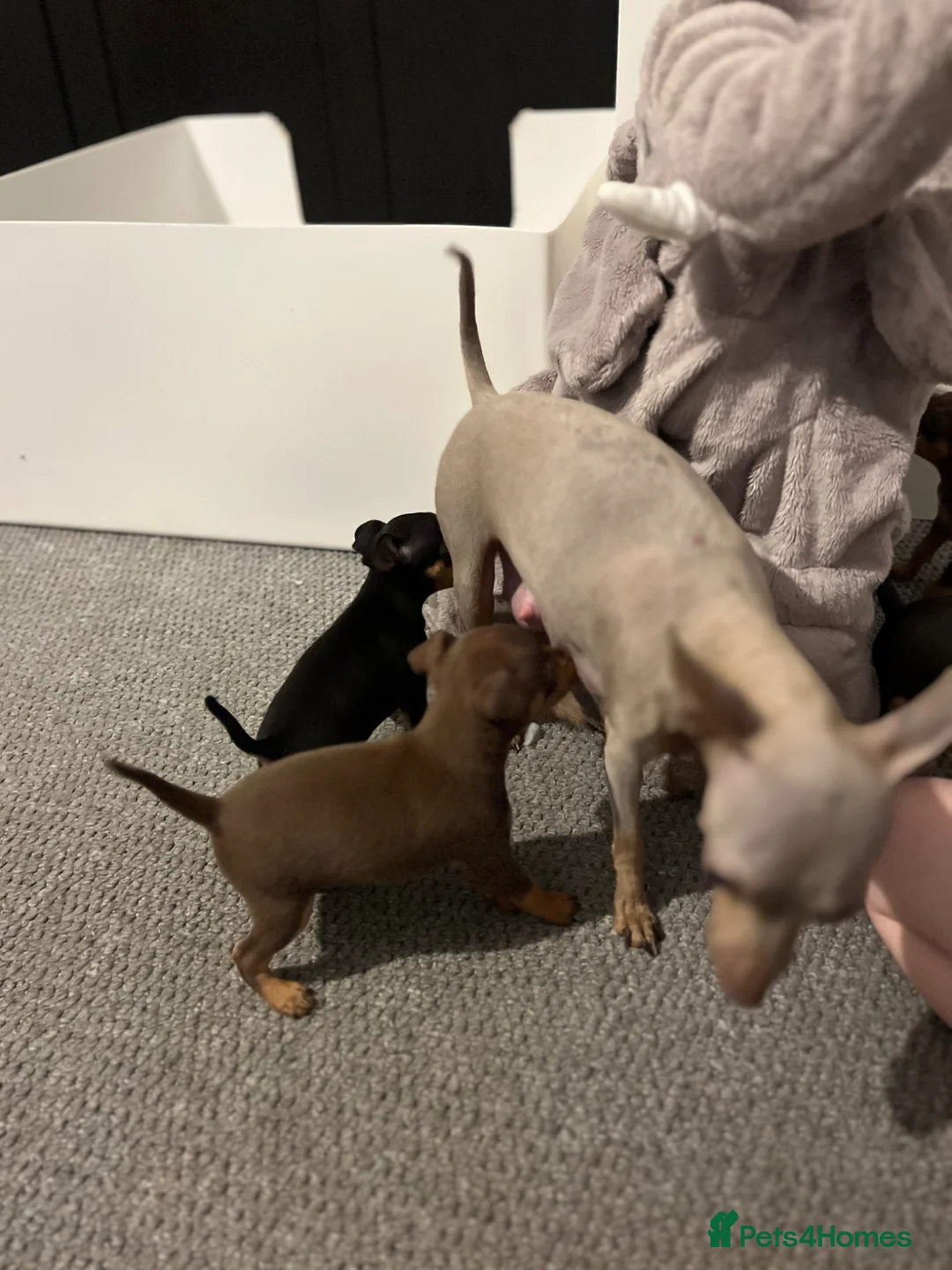 Miniature Pinscher dogs for sale: Beautiful 5generation pedigree min pin pupp - Advert 10