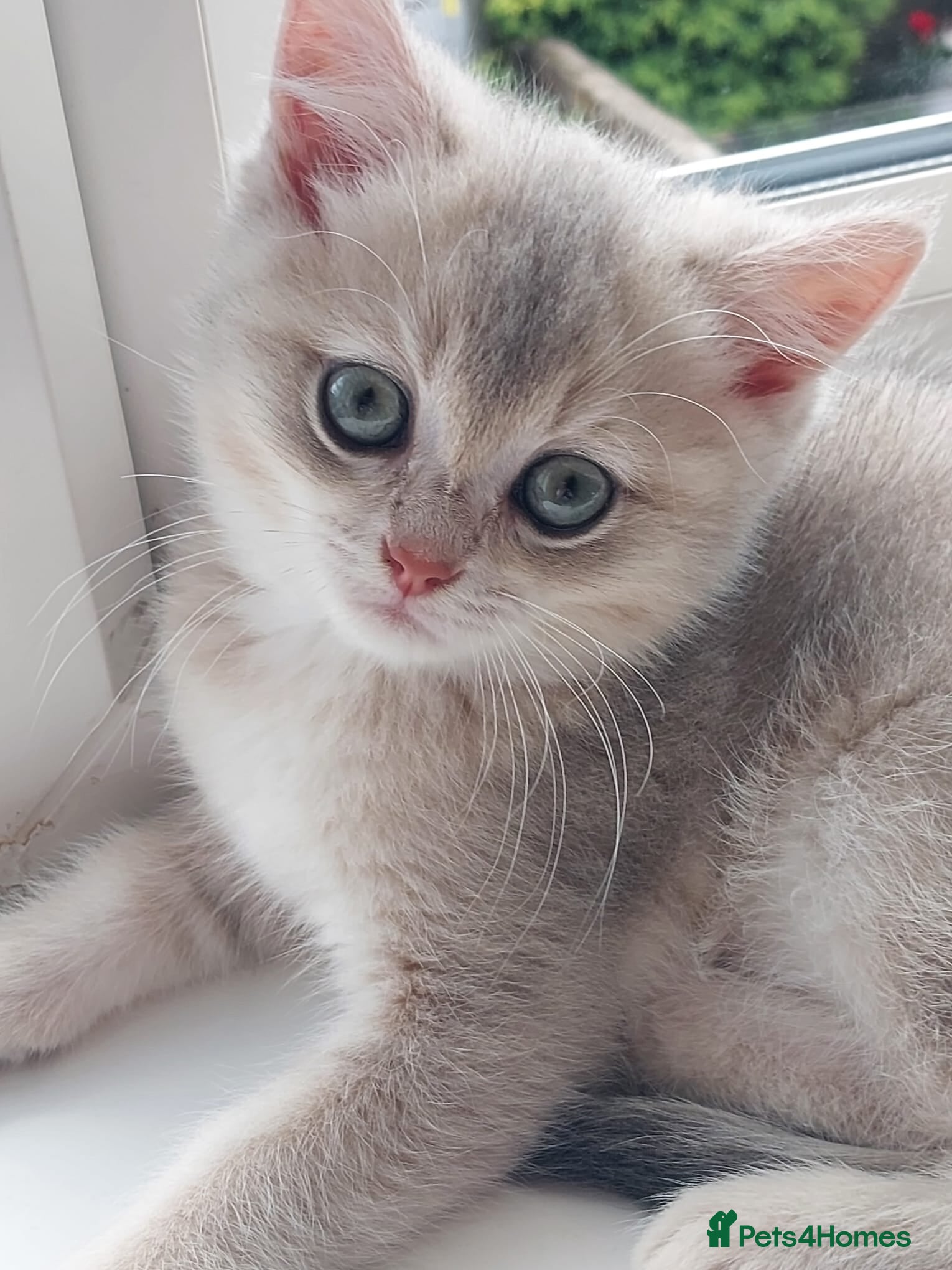 Scottish Fold cats 😸 Scottish Fold pedigree kittens😸 - Advert 6