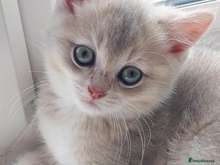 Scottish Fold cats 😸 Scottish Fold pedigree kittens😸 - Advert 6