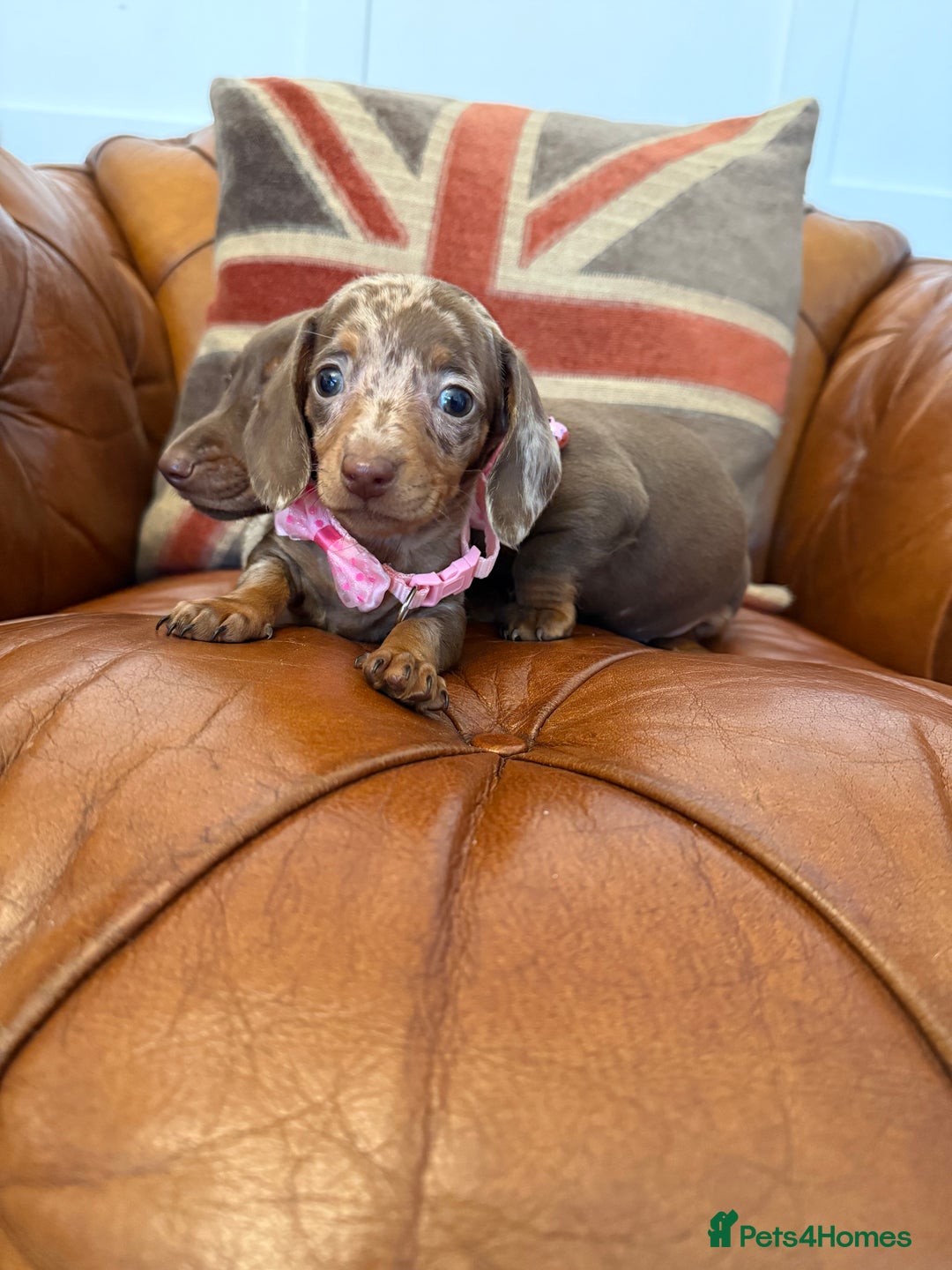Miniature Dachshund dogs for sale: Beautiful Miniature Dachshunds 5 ⭐ License Breeder - Advert 19