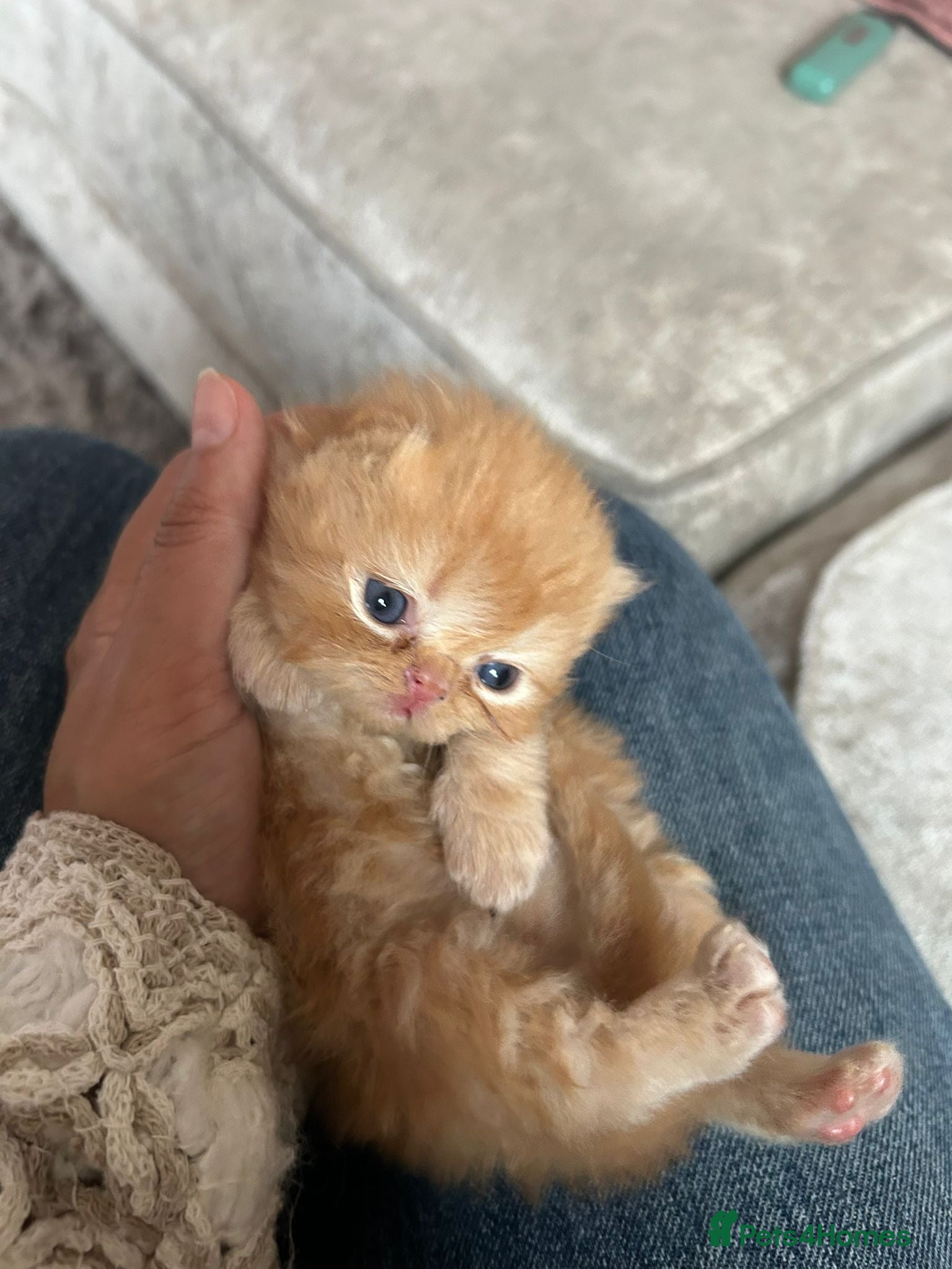 Persian cats Persian kittens looking for their forever home  - Advert 1
