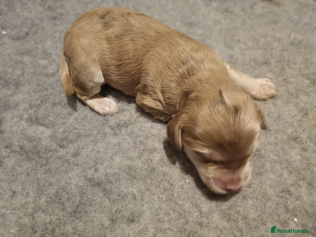 Cockapoo dogs for sale: Cockapoo puppies looking for their forever homes - Advert 23