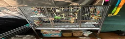 Cockatiels birds for sale: 8 month old female cinnamon pied cockatiel - Advert 6
