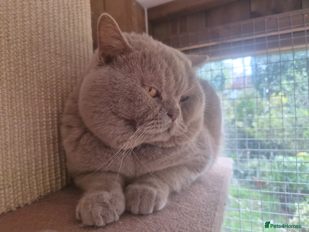 British Shorthair cats for stud: 💜 CHUNKY LILAC GCCF ACTIVE MALE FOR STUD 💜 - Advert 5