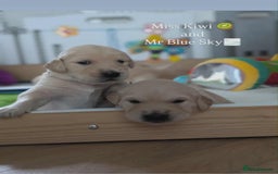 Golden Retriever dogs for sale: Beautiful Golden Retriever Puppies For Sale - Image 2