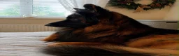 German Shepherd dogs for sale:  KC REGISTERED LONG-COAT GERMAN SHEPHERDS  - Advert 20
