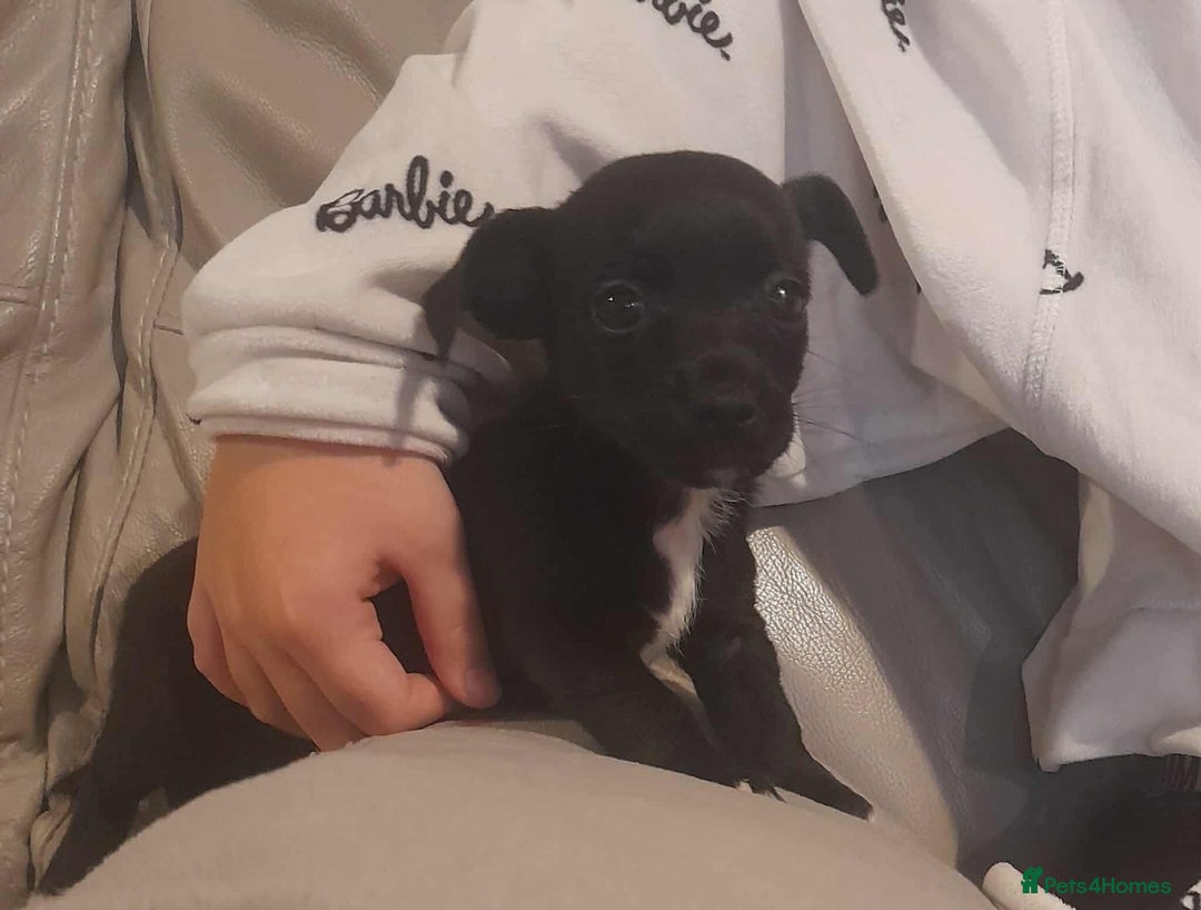 Mixed Breed dogs for sale: Beautiful Pomeranian x jackrussel - Image 10