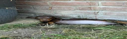 Miniature Dachshund dogs for sale: Miniature dachshund puppies reduced  - Advert 10