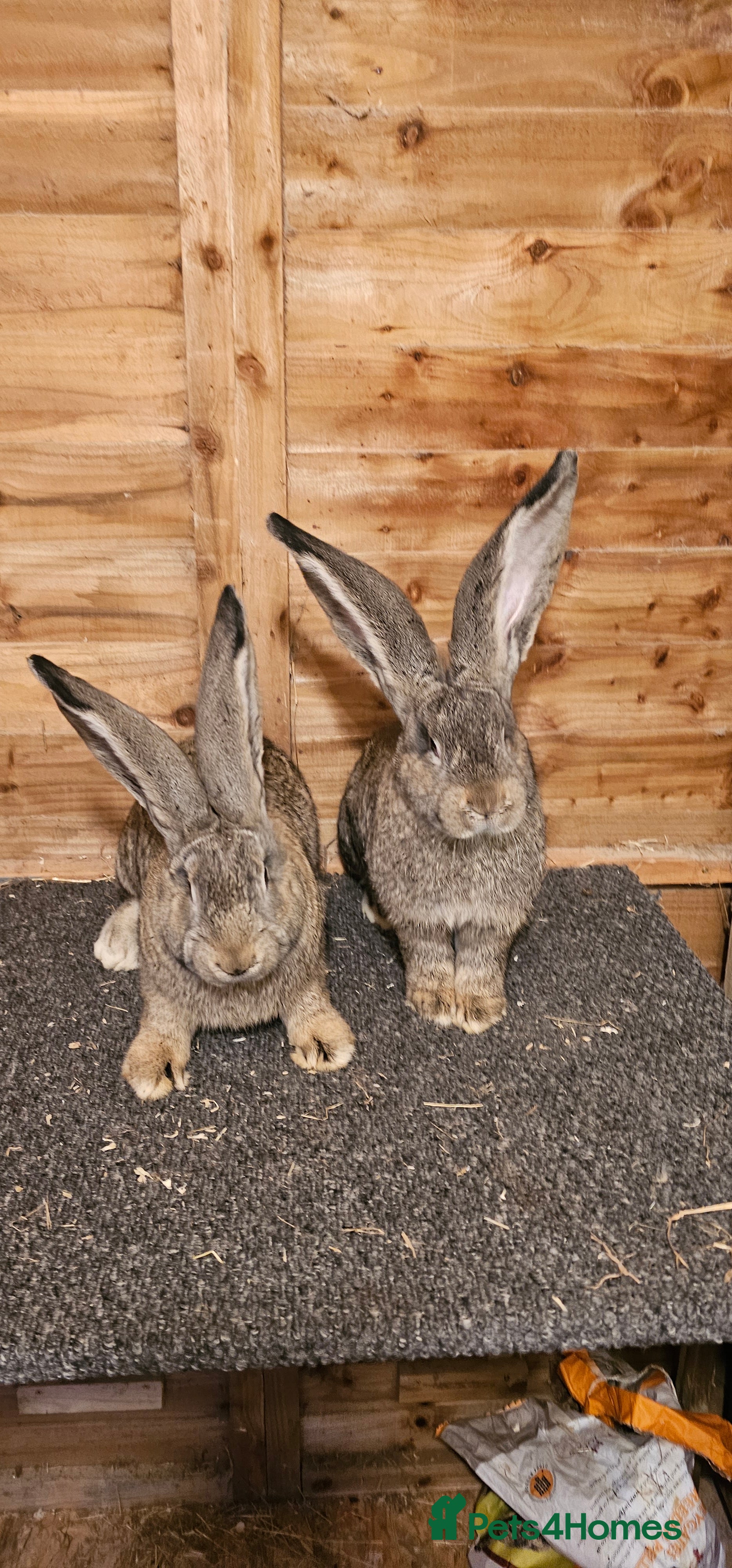 Continental Giant rabbits Continental giants - Advert 1